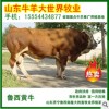 西門(mén)塔爾牛多少錢(qián)一頭