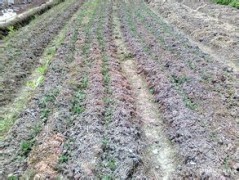宣威小草烏、旱半夏種子批發商家