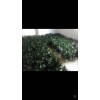 廣東海南紅朱蕉|觀音竹，富貴竹海南荷花竹富貴竹
