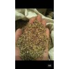 獨(dú)定子圖片/金鐵鎖中藥材基地直銷(xiāo)種子