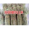 貴州鐵皮石斛 種植銷售價格|  云南鐵皮石斛