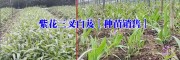 今日行情白芨種苗佳種植時間(技術) 白及苗統貨價格0.75一株