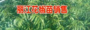 云南花椒樹苗批發(fā)網(wǎng)(圖片)