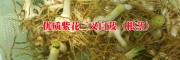 白芨苗_紫花三叉大白小苗|白芨目前統(tǒng)貨價格90元左右。