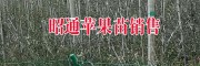 哪里有昭通蘋果苗賣？
