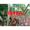 紅河草果種苗價(jià)每株賣多少@草果苗在哪兒購