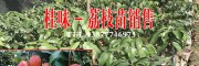 云南果樹苗#紅河芒果苗公司#元陽果樹苗繁育場