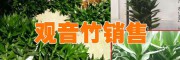 重慶觀音竹銷(xiāo)售價(jià)格