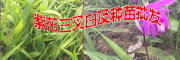 保山附近白芨小苗供應(yīng)廠家