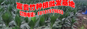 觀音竹種植基地圖片/報(bào)價(jià)/采購(gòu)