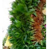 富貴竹批發價格哪里便宜？海南荷花竹富貴竹