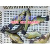 中華鱘魚(yú)苗哪里有銷售|叉尾魚(yú)價(jià)格|叉尾魚(yú)苗批發(fā)