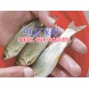 叉尾魚(yú)價(jià)格|叉尾魚(yú)苗批發(fā)◆ 草龜、蘇卡達(dá)龜、佛龜養(yǎng)殖技術(shù)