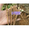 白芷種子多少錢？
