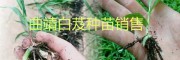 曲靖白芨小苗、馴化苗，白芨帶芽塊莖苗批發基地