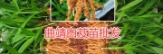 曲靖紫花白芨苗種植基地，提供銷(xiāo)路