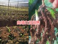 云南白芨種子苗價格信息，曲靖白芨種植合作社信息