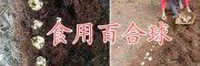 云南優(yōu)質(zhì)百合球批發(fā)商，曲靖百合種植合作社食用百合銷售