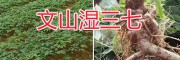 文山三七種植基地：濕三七自產自銷-新鮮三七圖片