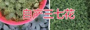 什么樣的三七花品質好/優(yōu)質三七花圖片-文山三七花出售