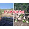 云南巴馬小香豬價格*巴馬香豬幼崽-玉溪哪有巴馬香豬？