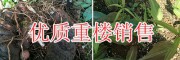 新鮮重樓圖片/紅重樓籽供應(yīng)價格-紅河重樓種植基地