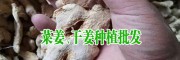 云南干姜新價格行情