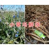 2018云南小草烏供應信息*曲靖優質小草烏批發-草烏干貨