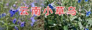 曲靖新鮮小草烏&干貨小草烏銷售供應/