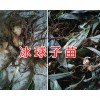 冰球子種苗圖片&云南冰球子苗-曲靖冰球子苗批發