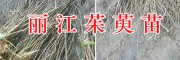 出售2萬棵吳茱萸苗-提供種植技術，麗江吳茱萸育苗