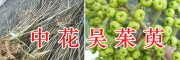 吳茱萸育苗技術(shù)公司-云南青野中藥材開發(fā)有限公司