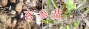 玄參種苗供應【400-6633-626】保山玄參苗產地