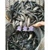 烏魚苗價格-四川鱘魚苗批發_云南青魚苗供應