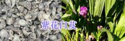 2018年紫花白芨供應(yīng)商—大理劍川潤滇中藥材種植有限公司