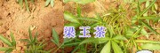 中藥材梁王茶供應、玉溪紫花白芨