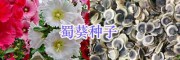 江蘇牧草種子價(jià)格、草坪種子批發(fā)_宿遷綠化花草種子