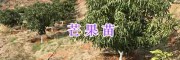 紅河州四季芒果實生苗&元陽芒果嫁接苗