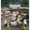 云南巴馬香豬養殖場，玉溪小香豬批發