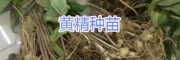 黃精種苗保存方法/什么黃精品種好？云南黃精塊莖苗