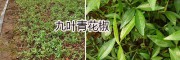 正宗九葉青花椒袋裝苗：云南九葉青花椒苗供應-嫁接青花椒