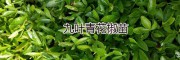 九葉青花椒特點(diǎn)*云南九葉青花椒苗價(jià)格