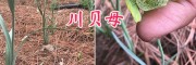 川貝母種植技術指導-麗江川貝母苗供應—云南川貝