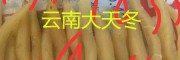 天冬抗菌、抗癌作用是什么？麗江大天門冬-成品質佳