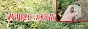 紅豆杉苗_藥用紅豆杉袋苗多少錢(qián)?