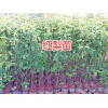 昆明紅梨樹苗批發-楊梅苗價格、桃苗