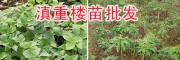 七葉一枝花種苗價格-云南滇重樓苗產地價格表