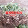 黃精種植高產(chǎn)技術(shù)栽培管理_普洱黃精苗圃