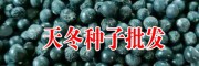 適合云南/廣西/貴州大天冬3號種苗圖片