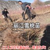 麗江雪桃種苗栽植株行距要求_麗江雪桃種苗種植資料大全